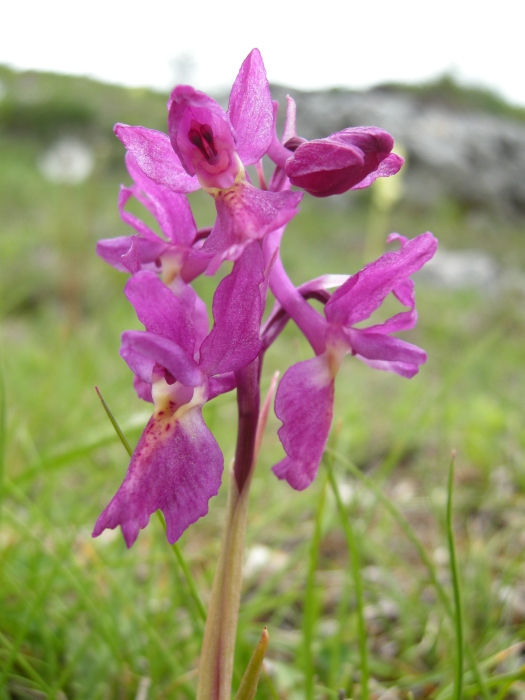 Orchis colemanii